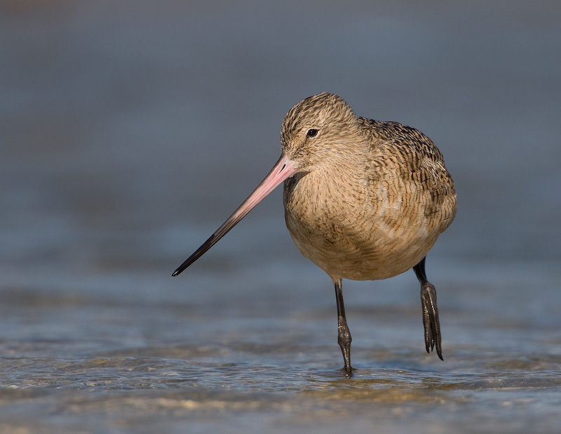 Barge marbre / Marbled Godwit