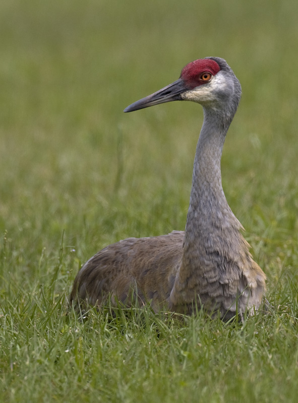 Grue du Canada / Sandhill Crane