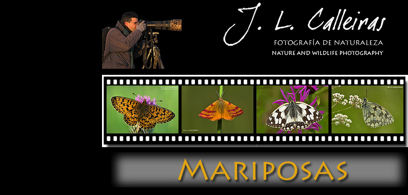 Mariposas.jpg