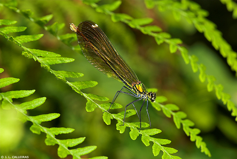 Calopteryx virgo