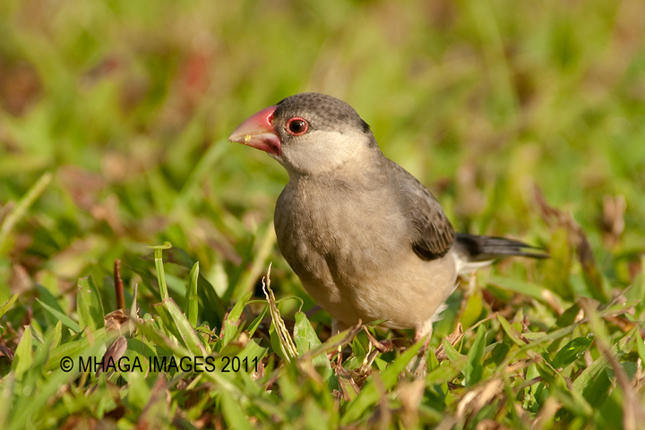 Java Sparrow, juvenile