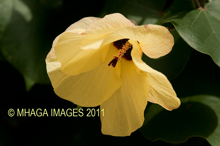 Flowering Tree