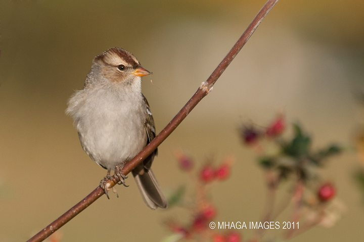 White-crowned Sparrow, fall