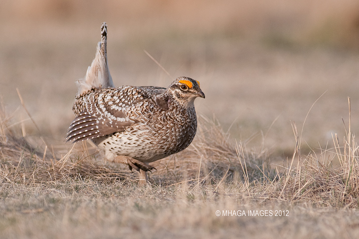 Sharp-tailed Grouse, Bradwell, Saskatchewan