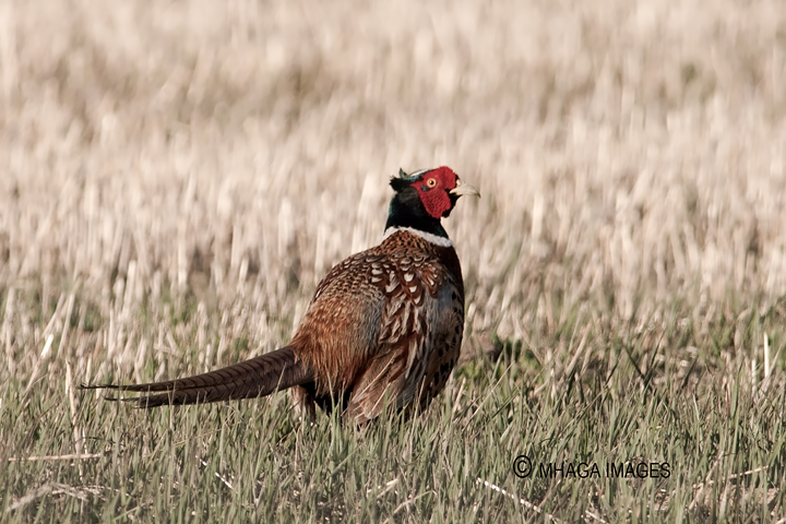 Ring-necked Pheasant, Malheur, Oregon