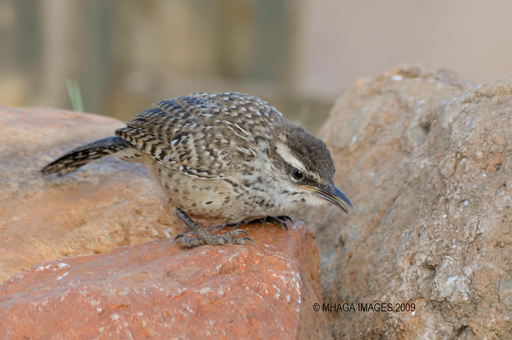 Cactus Wren