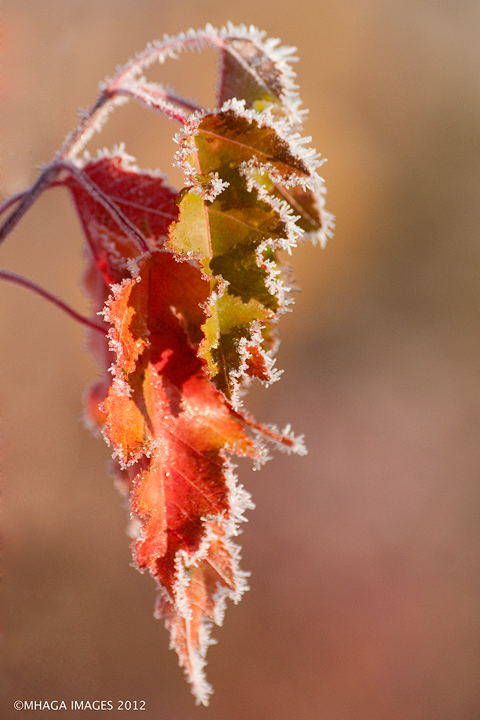 Frosted Fall Leaves