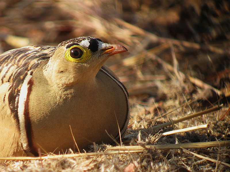 Four-banded Sandgrouse / Vierbandzandhoen