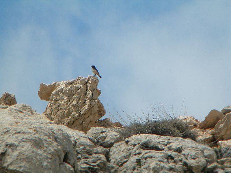 Birds of Turkey