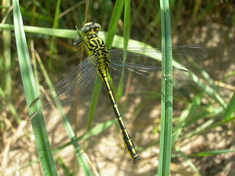 Dragonflies of the Netherlands