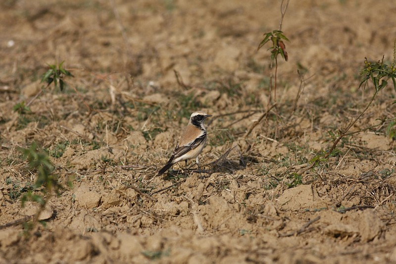 Birds of India