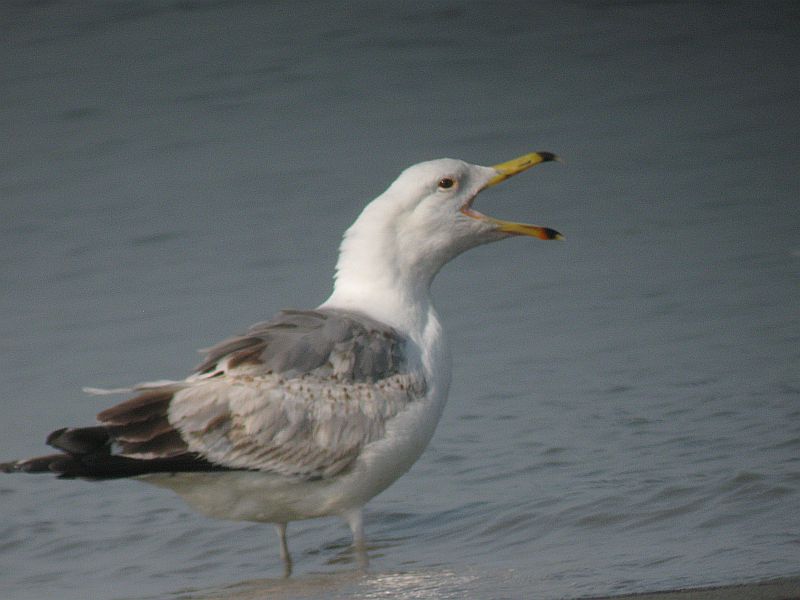 Heuglins Gull