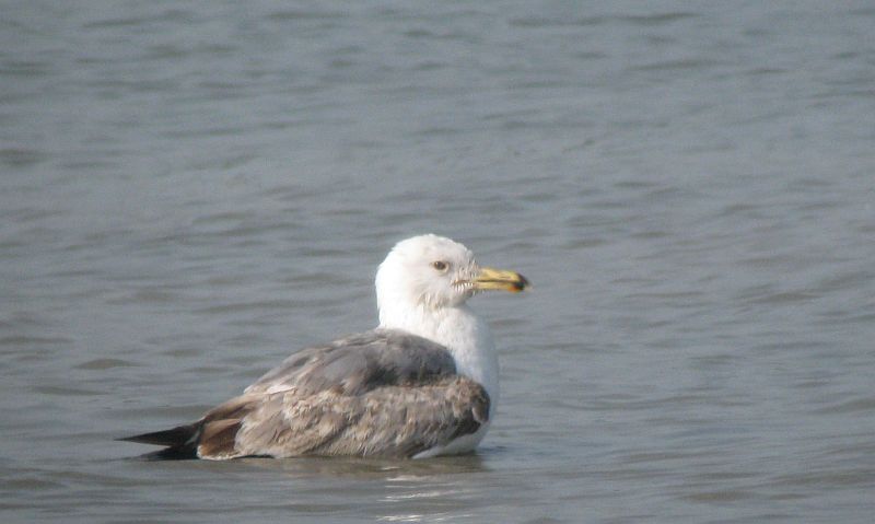 Heuglins Gull