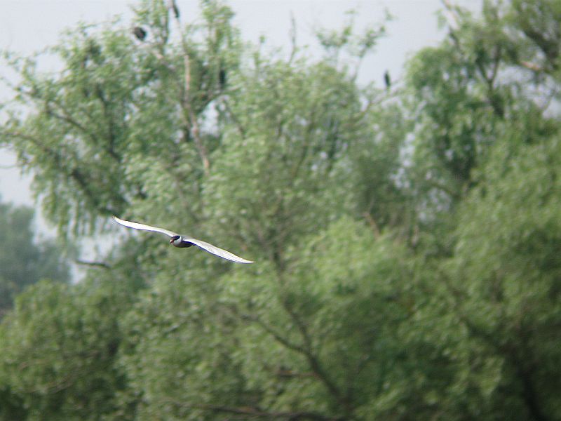 Birds of Romania