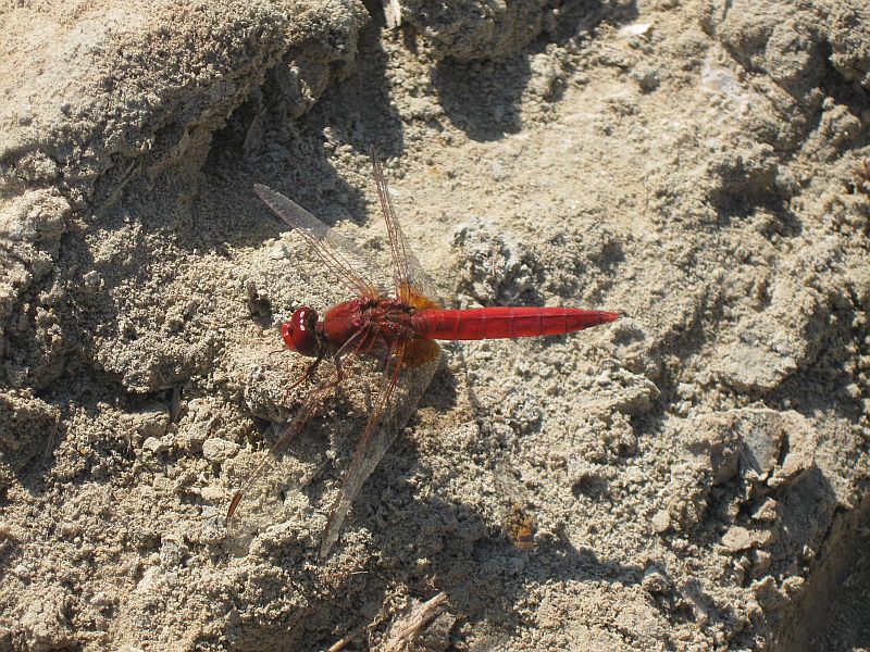 Crocothemis erythraea