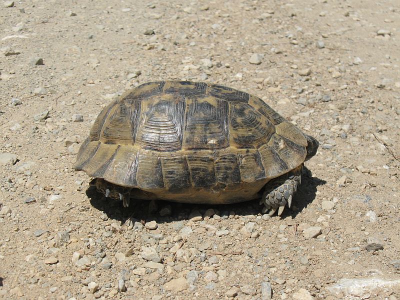 Turkey 2010