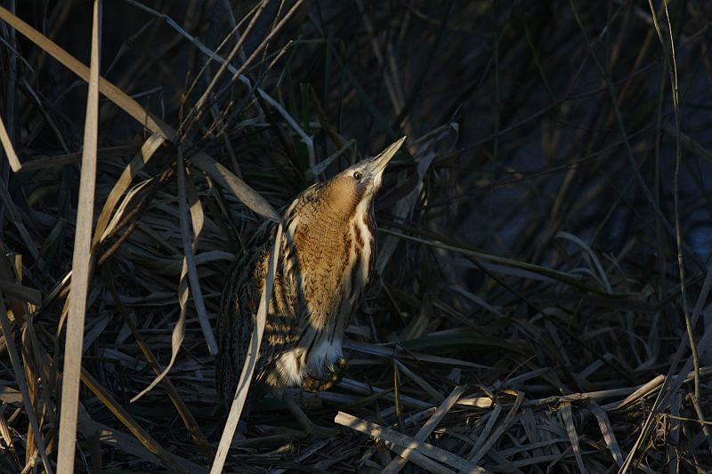 Great Bittern / Roerdomp