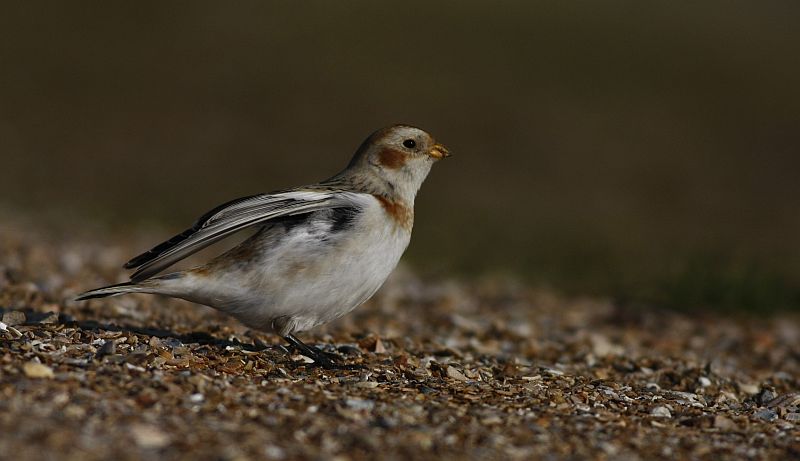 Snow Bunting / Sneeuwgors