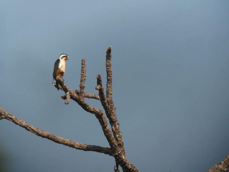 Collared Falconet.