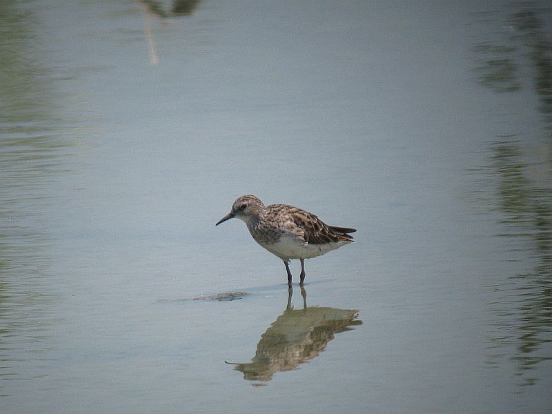 Birds of Thailand