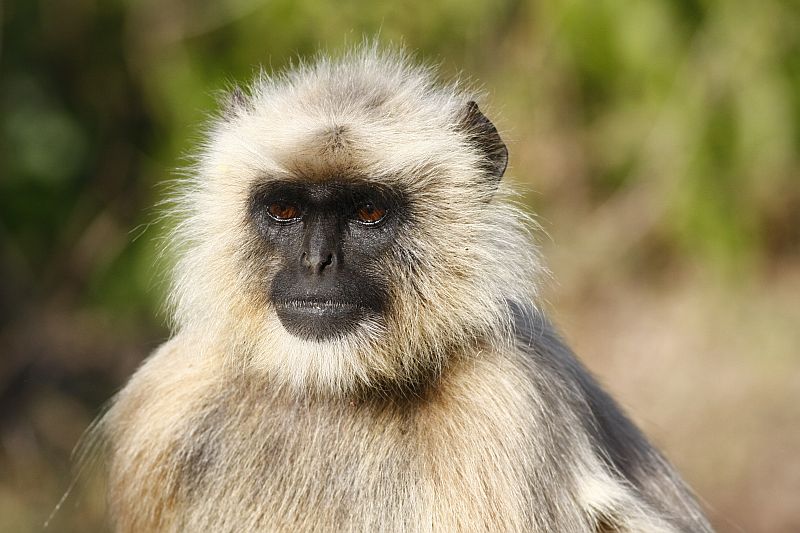 Animals of India