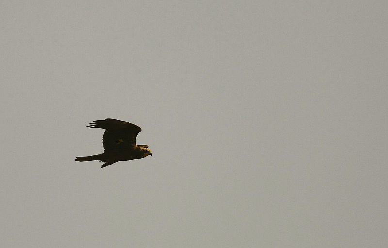 Most recent birds of India