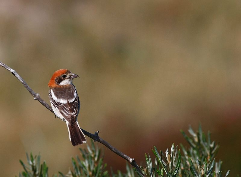 Woodchat Shrike / Roodkopklauwier