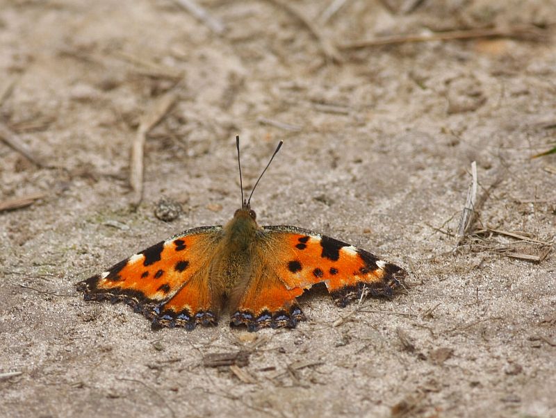 Butterflies of the Netherlands