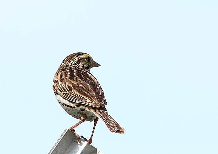 Bruant des prs