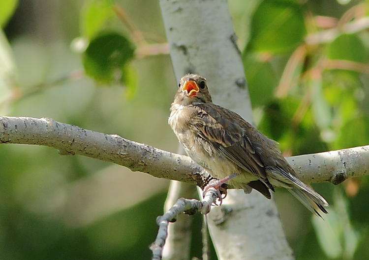 Passerin indigo