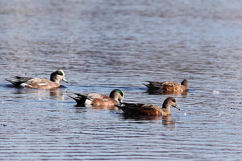 Canard dAmrique, American Wigeon