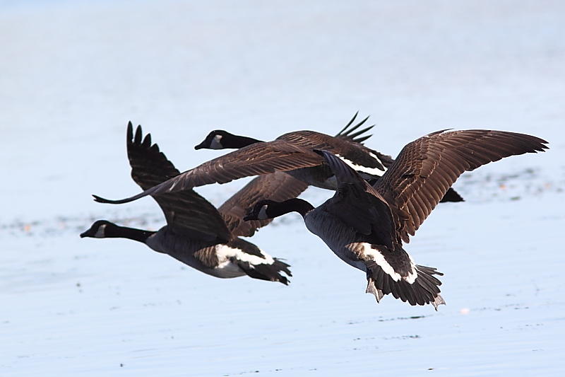 Bernache du Canada, Canada Goose