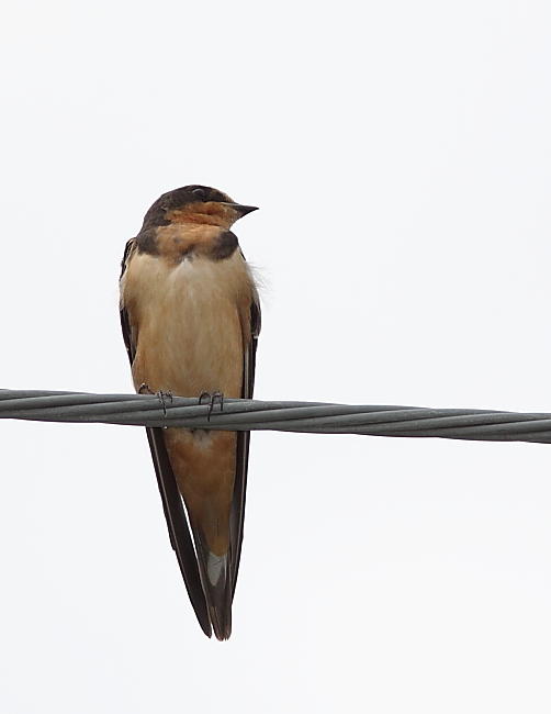 Hirondelle rustique