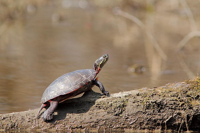 Tortue peinte