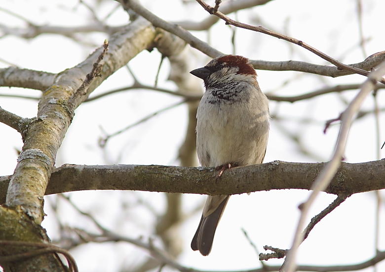 Moineau domestique