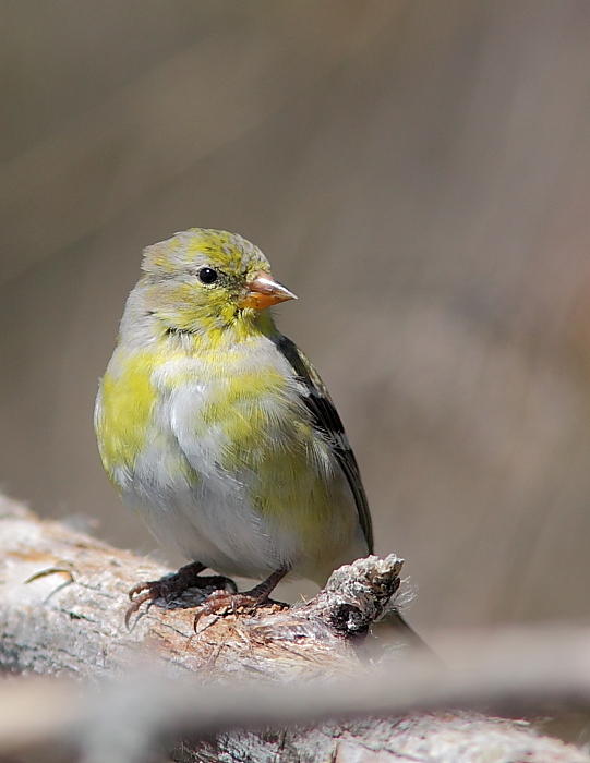 Chardonneret jaune