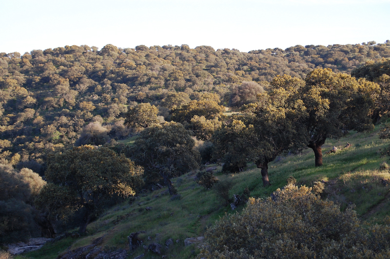 Dehesa -landskape (cork oak and home oak)