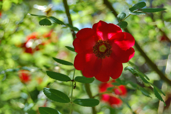 Rosa moyesii - Mandarinrose