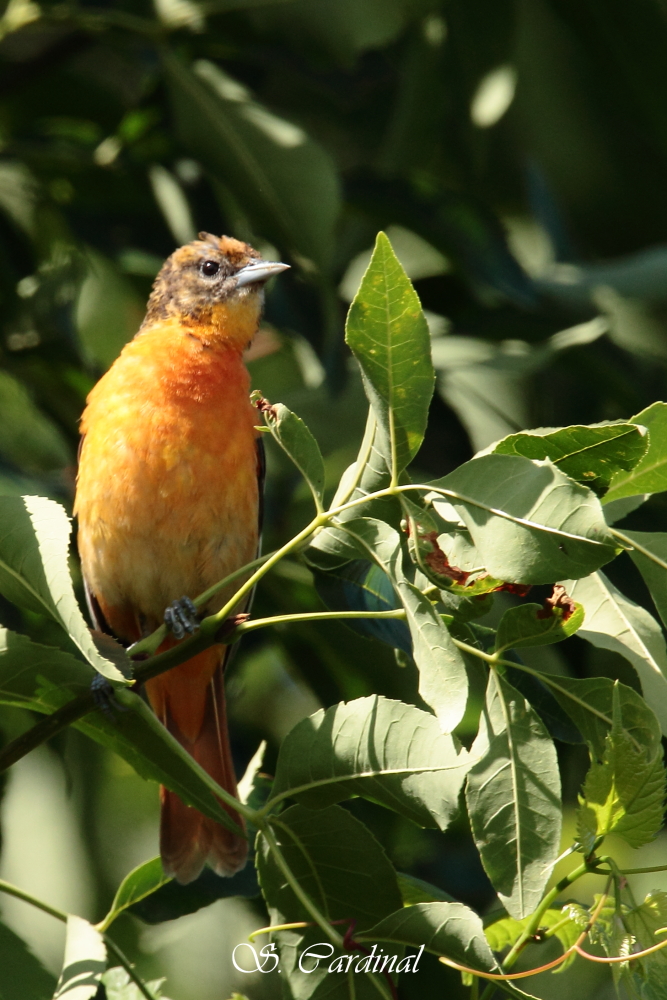 2012 Oriole de Baltimore  F  01 a.JPG