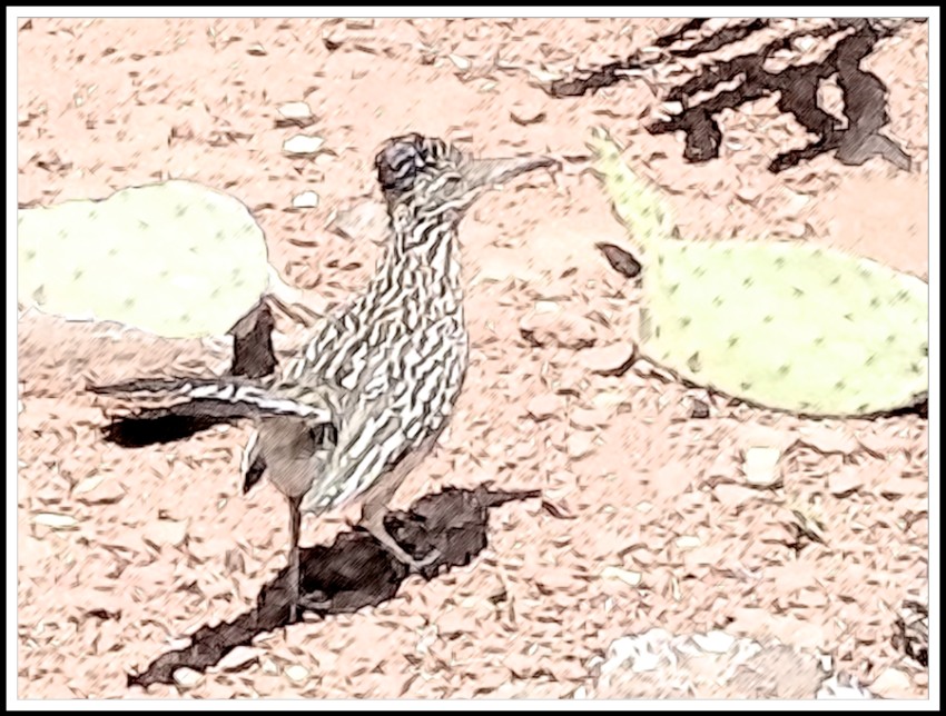 RoadRunner Out My Kitchen Window