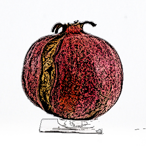 Pomagranate copy.jpg