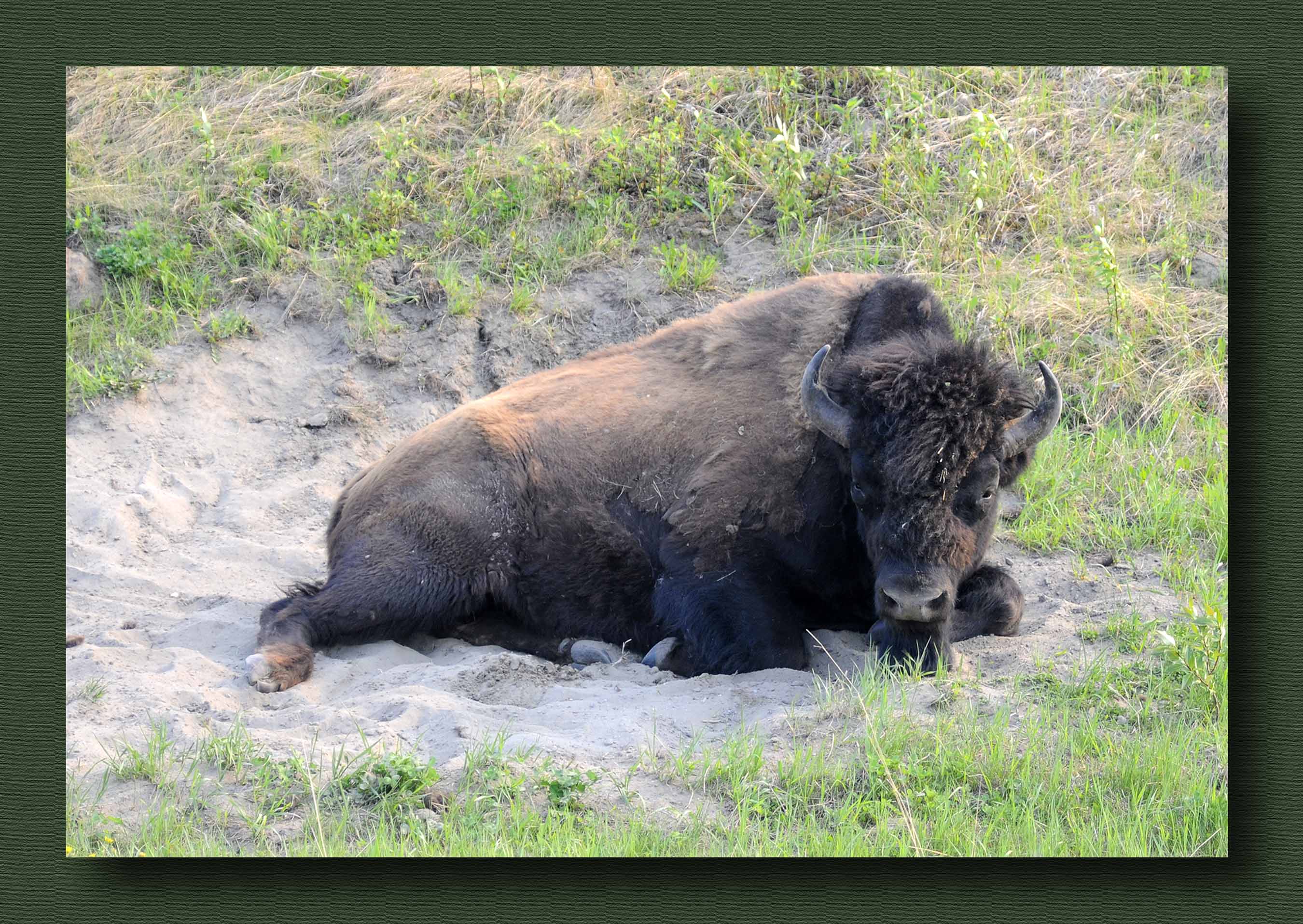 Alaska Highway Bison