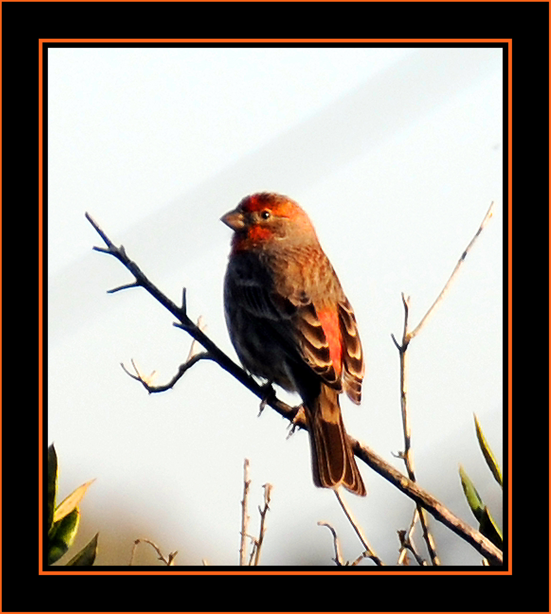 House Finch; Orange Variant