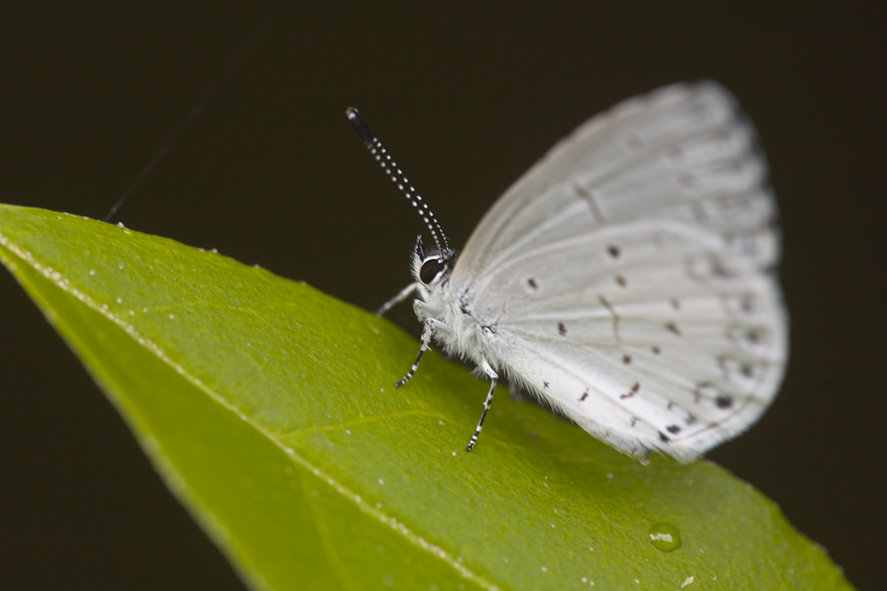 Summer Azure