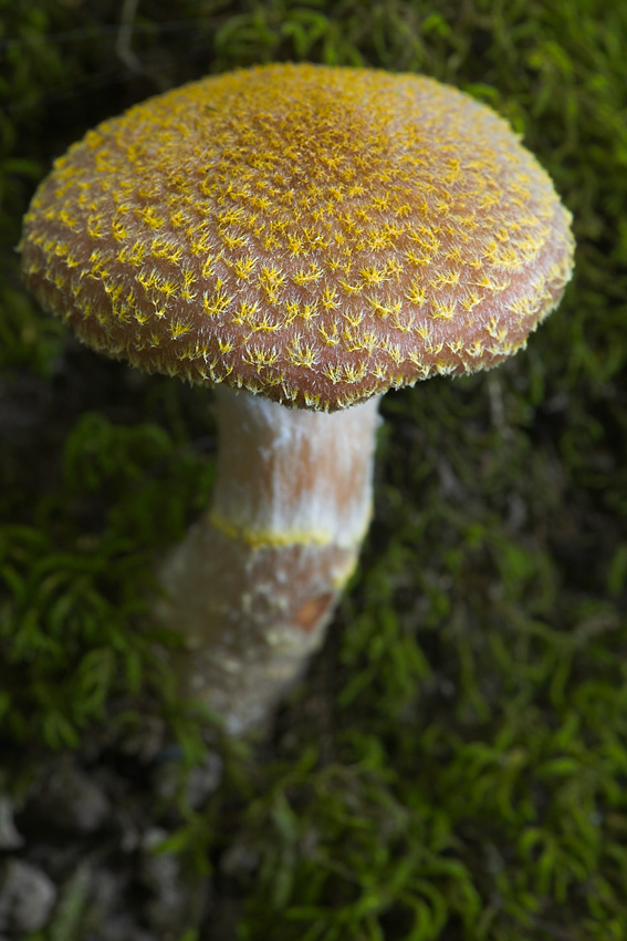 Young Pholiota