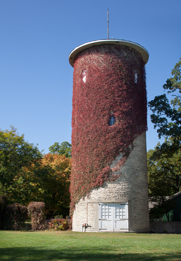 Towering Ivy