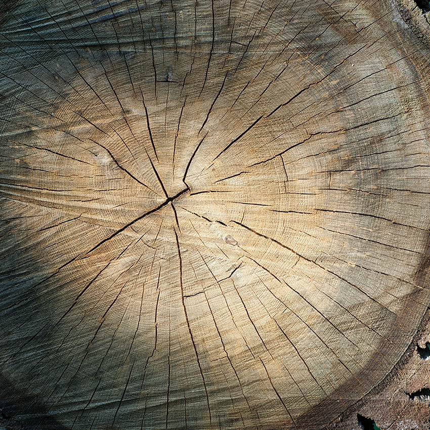 Sawn Oak Log