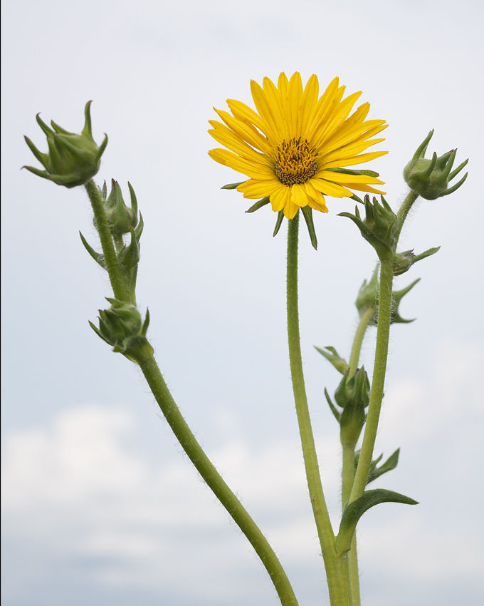 Compass Plant