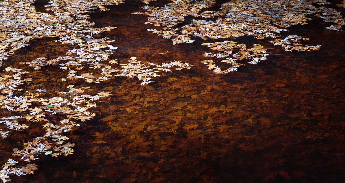 Drifting Raft of Leaves 