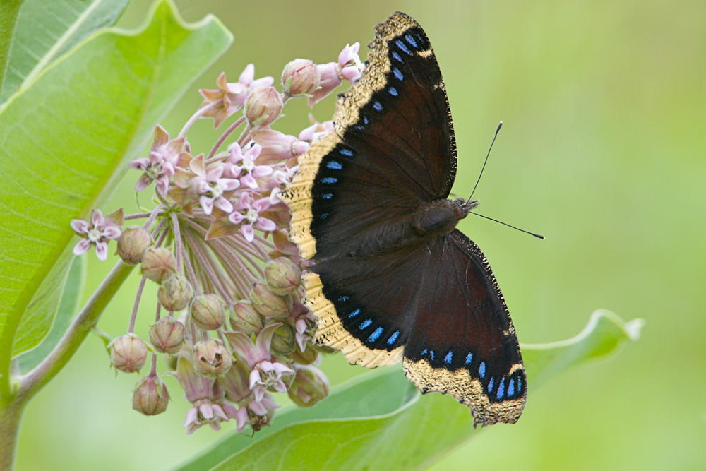 Mourning Cloak